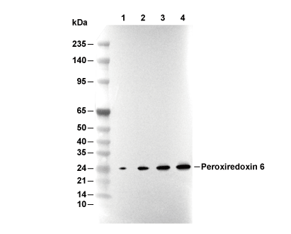 Peroxiredoxin 6 Antibody [G12J13] WB