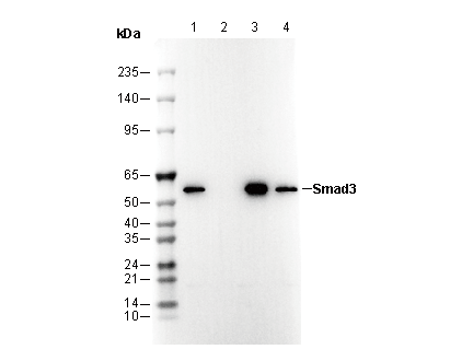 F2851-wb