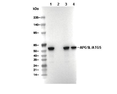 APG5L/ATG5 Antibody [K12K17] WB