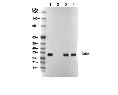 Cdk4 Antibody [F8B5] WB