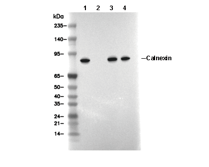 Calnexin (ER Membrane Marker) Antibody [H16B4] WB