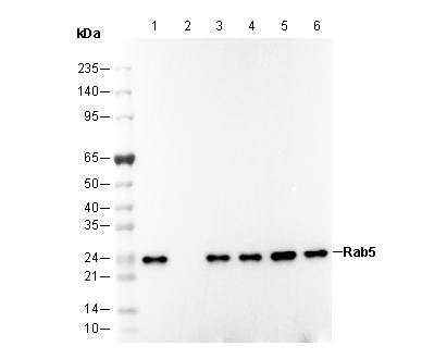 F2886-wb