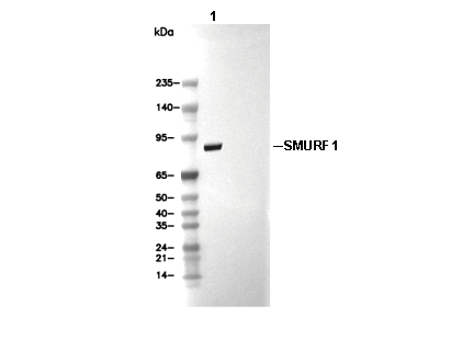 SMURF1 Antibody [H21P21] WB