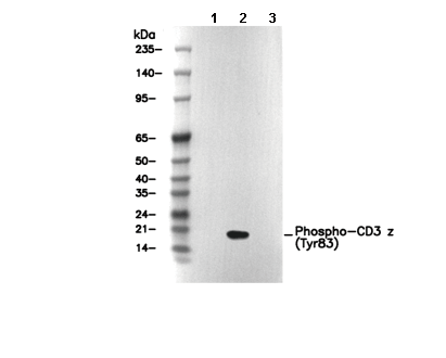 Phospho-CD3 &zeta; (Tyr83) Antibody [G11P19] WB