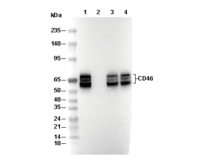 CD46 Antibody [H10H10] WB