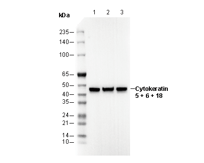 F2909-wb