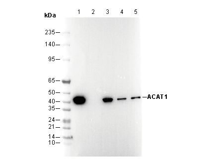 F2925-wb