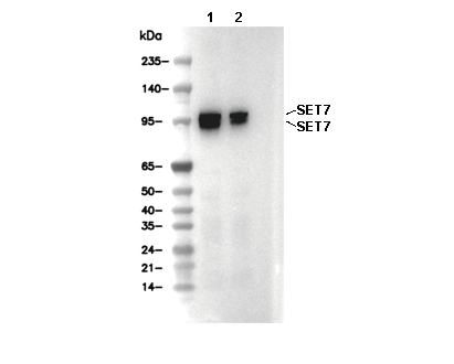 SUN1 Antibody [C6L1] WB