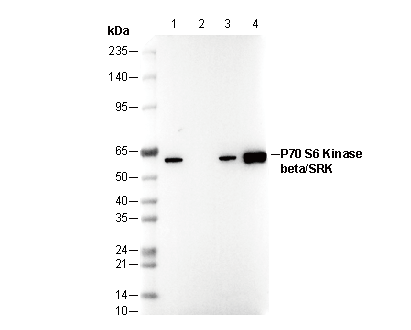 F2933-wb