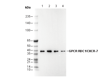 F2937-wb