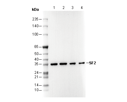 F2939-wb