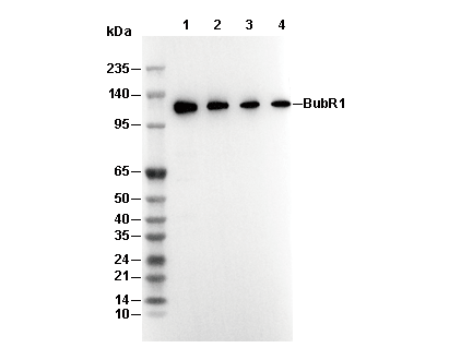 BubR1 Antibody [B12F23] WB