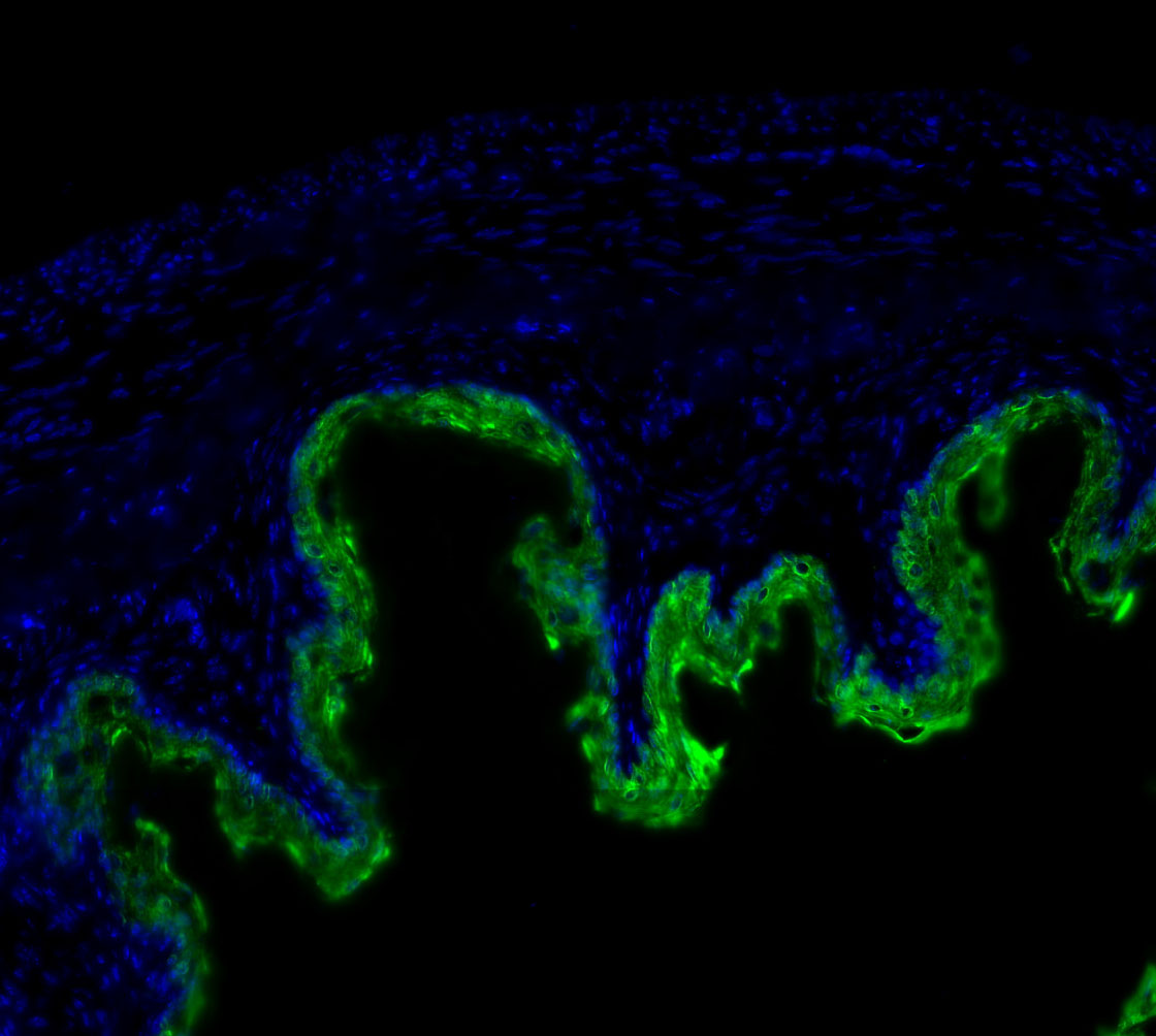F2943-IF-Mouse-Stomach
