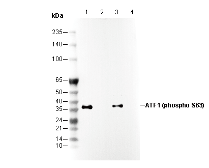 F2944-wb