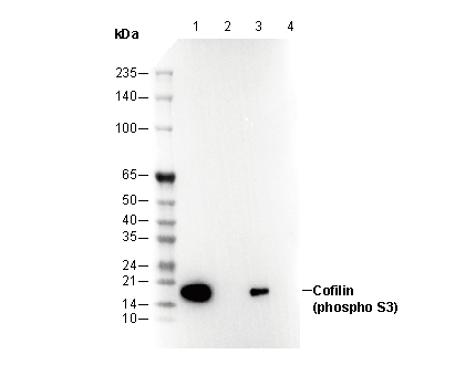 F2953-wb