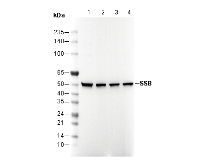 F2968-wb