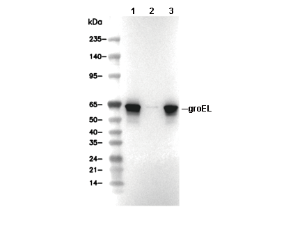 groEL Antibody [K3P10] WB