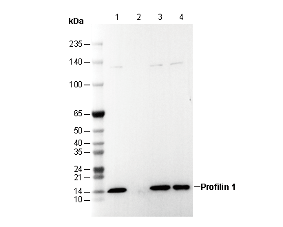 F2974-wb