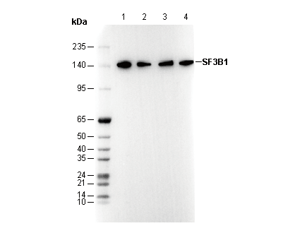 F2976-wb
