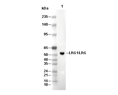 LRG1/LRG Antibody [K9H24] WB