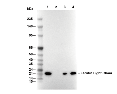 Ferritin Light Chain Antibody [N3B24] WB