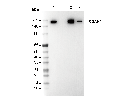 F2983-wb