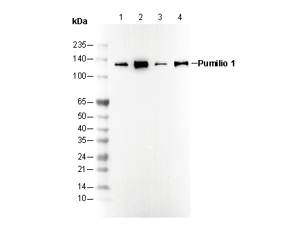 F2990-wb