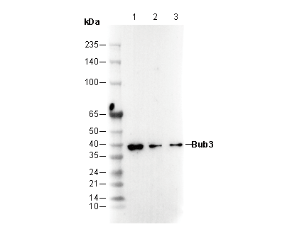 F2994-wb