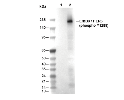 Phospho-ErbB3/HER3 (Tyr1289) Antibody [P19F5] WB