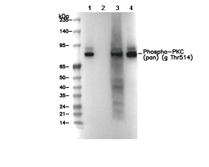 Phospho-PKC (pan) (&gamma; Thr514) Antibody [C12D18] WB