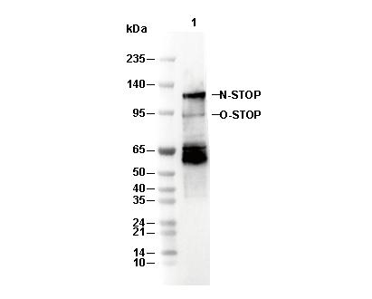 STOP Antibody [D23F6] WB