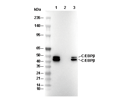 C/EBP&beta; Antibody [B2A6] WB