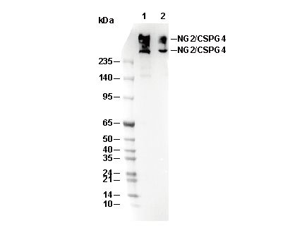 NG2/CSPG4 Antibody [L10J23] WB