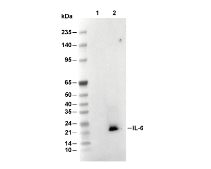 IL-6 Antibody [F4K18] WB