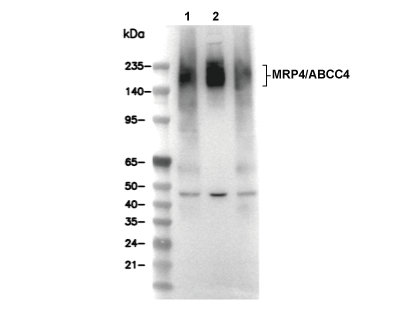 MRP4/ABCC4 Antibody [D3L18] WB