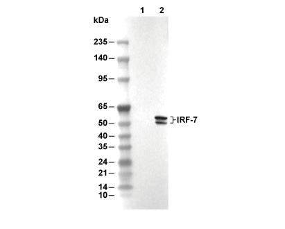 IRF-7 Antibody [C15N21] WB