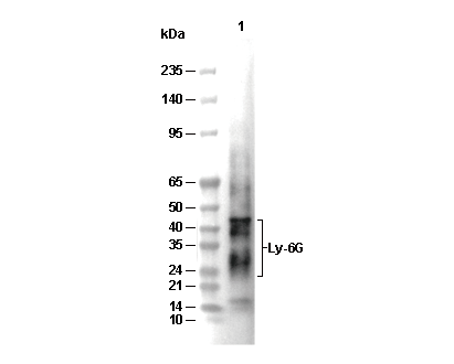 Ly-6G Antibody [G12L5] WB