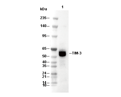 TIM-3 Antibody [N19P14] WB