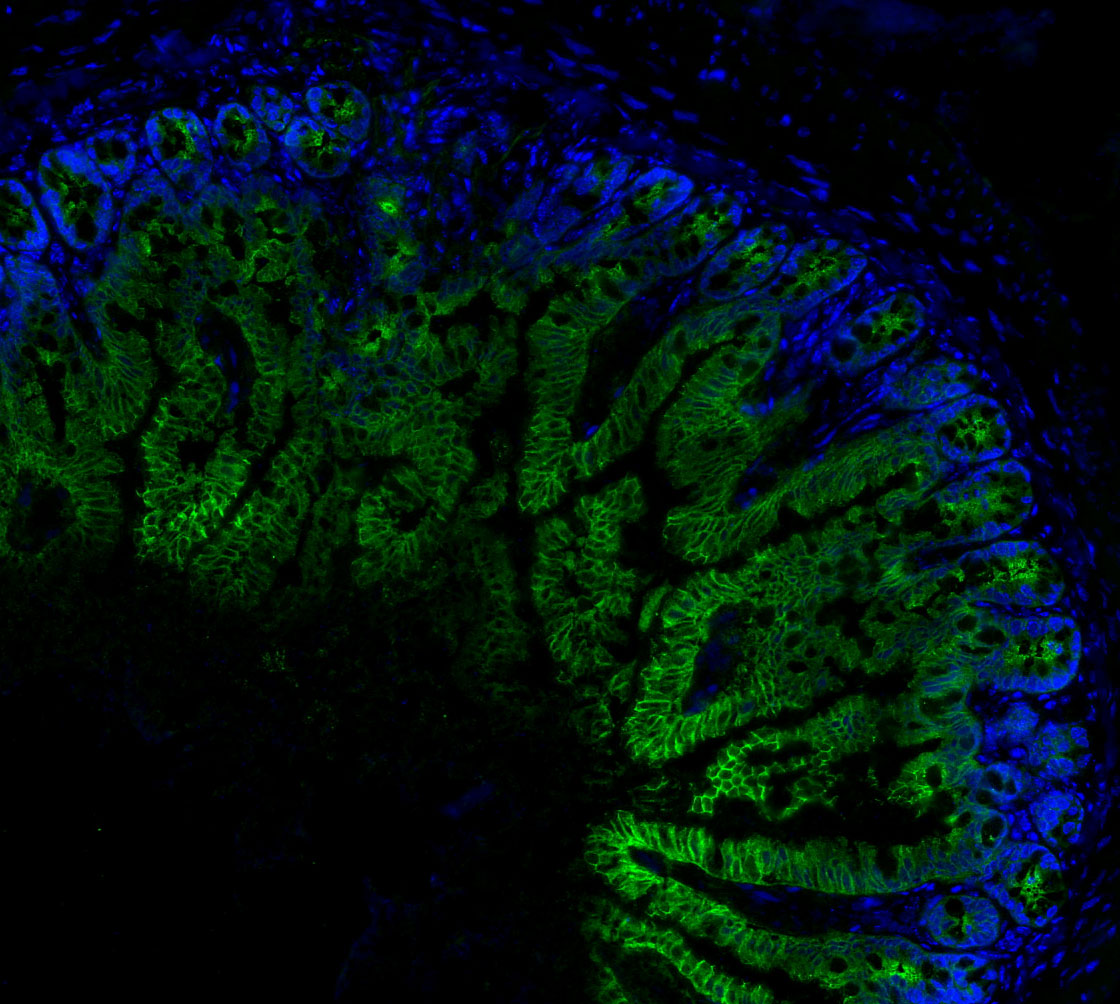 F3044-IF-Mouse-Colon