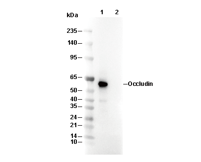 Occludin Antibody [F22C23] WB