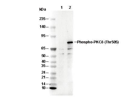Phospho-PKC&delta; (Thr505) Antibody [P3G5] WB