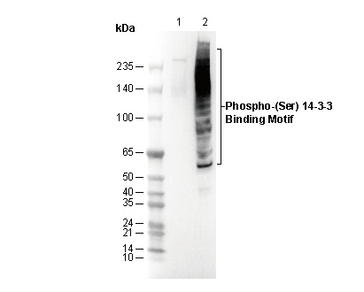F3048-wb