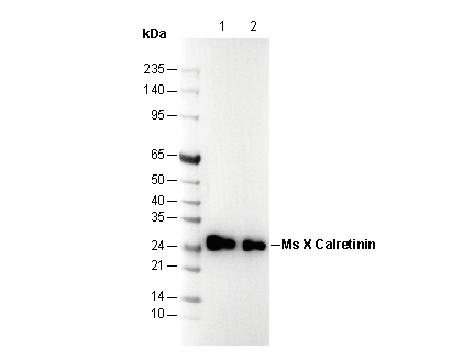 F3051-wb