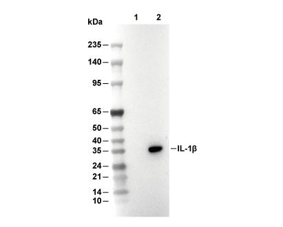 IL-1&beta; Antibody [J24M1] WB