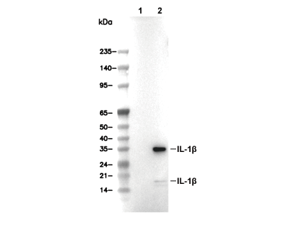IL-1&beta; Antibody [H12N7] WB