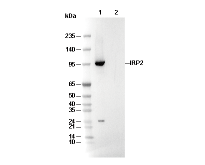 IRP2 Antibody [P17H7] WB
