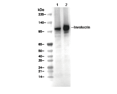Involucrin Antibody [B10D23] WB