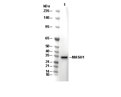 MASH1 Antibody [L14N8] WB