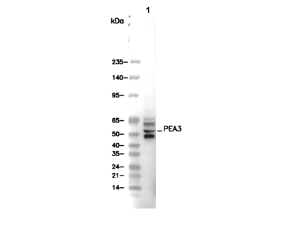 PEA3 Antibody [L14H15] WB