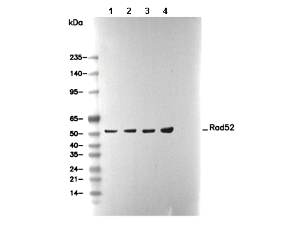 Rad52 Antibody [E10D20] WB